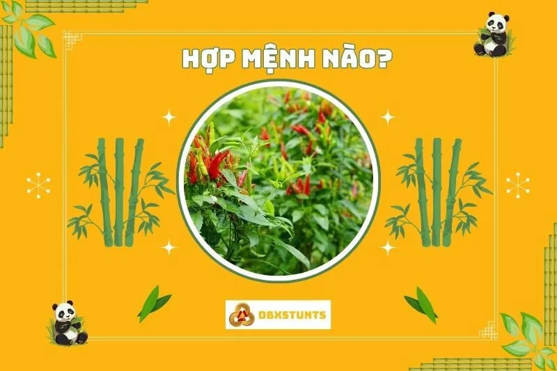 Cây ớt phong thủy hợp với mệnh nào?