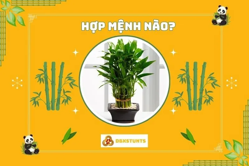 Cây phất dụ phong thuỷ hợp với mệnh nào?