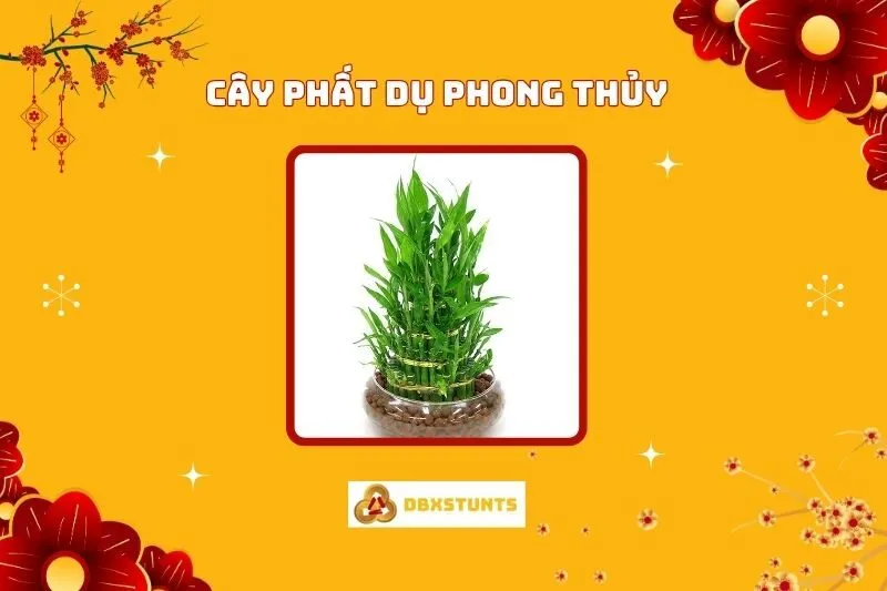 Cây Phất Dụ Phong Thuỷ: Ý Nghĩa Và Cách Bố Trí Hợp Mệnh