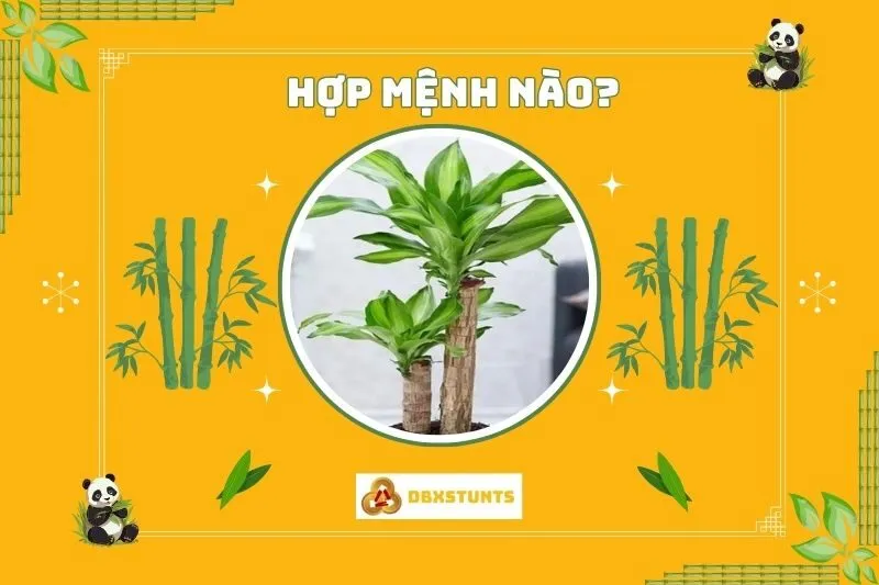 Cây phát tài hợp với mệnh nào và tuổi nào?