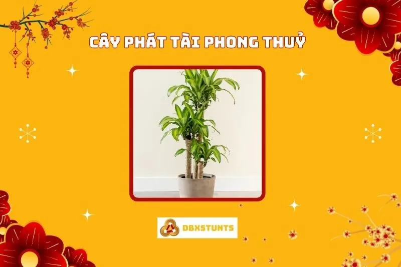 Cây Phát Tài Phong Thủy: Ý Nghĩa, Cách Bố Trí Và Chăm Sóc