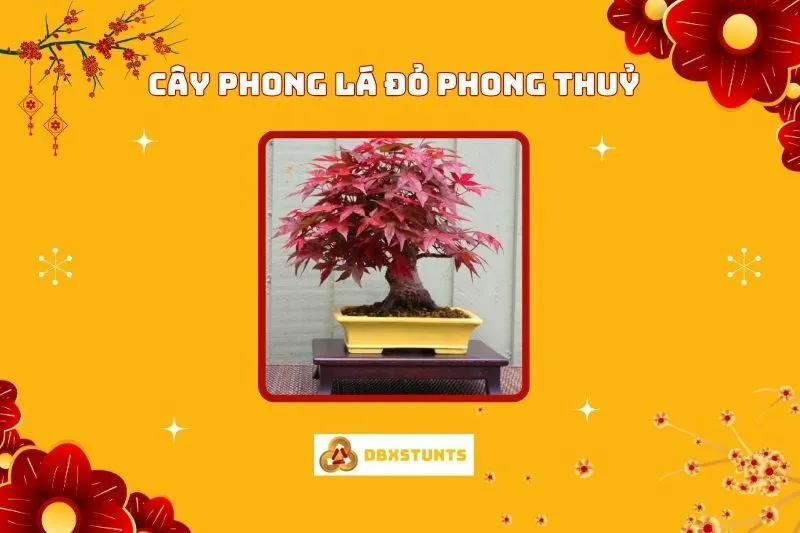 Cây Phong Lá Đỏ Phong Thủy: Ý Nghĩa, Cách Trồng, Chăm Sóc