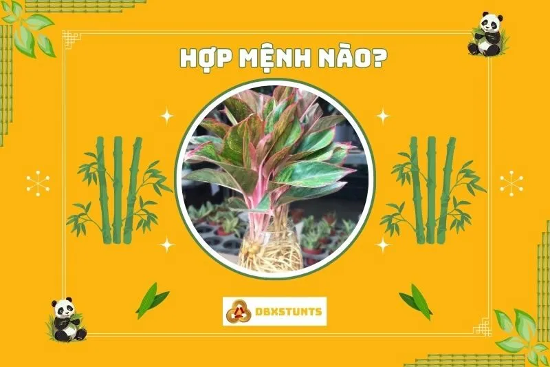 Cây phú quý phong thuỷ hợp với mệnh nào và tuổi nào?
