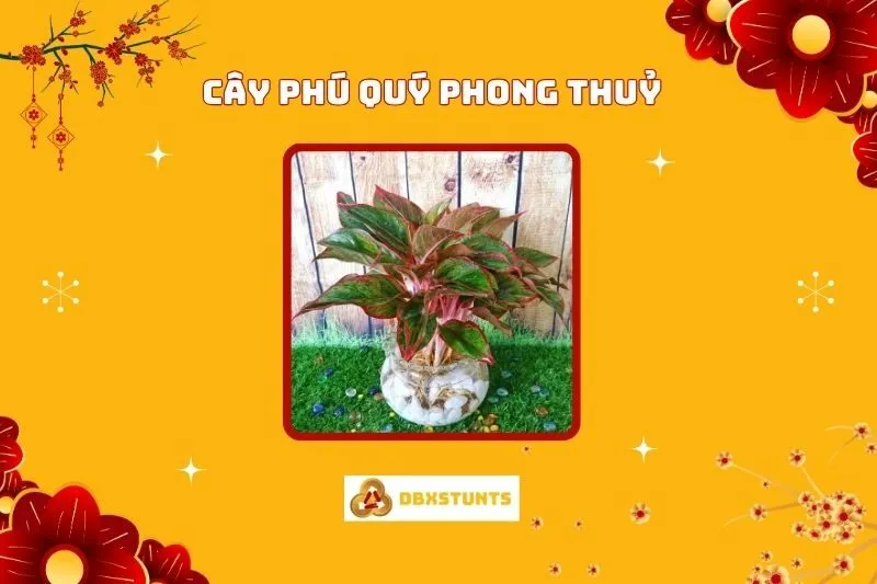 Cây Phú Quý Phong Thủy: Ý nghĩa và Cách bài trí, Hợp mệnh