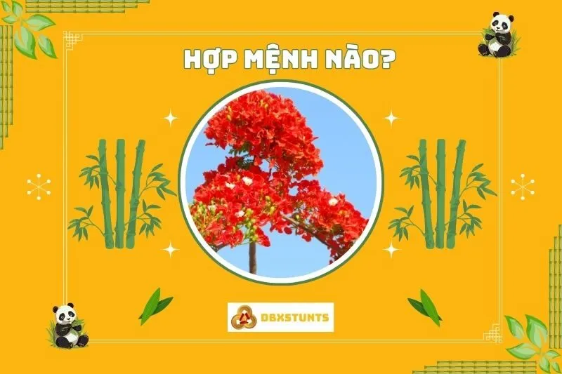 Cây phượng vĩ bonsai hợp với mệnh nào?