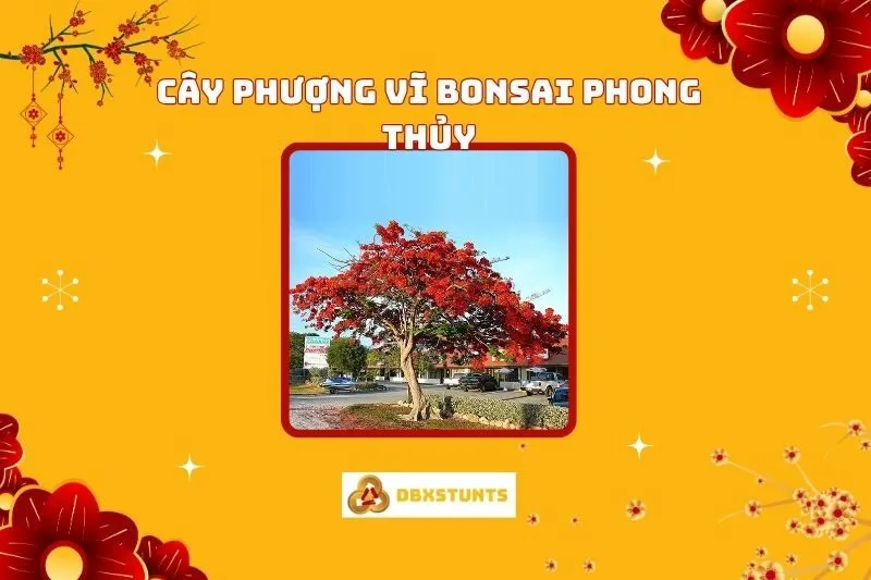 Cây Phượng Vĩ Bonsai Phong Thủy: Ý Nghĩa, Cách Trồng Và Chăm Sóc
