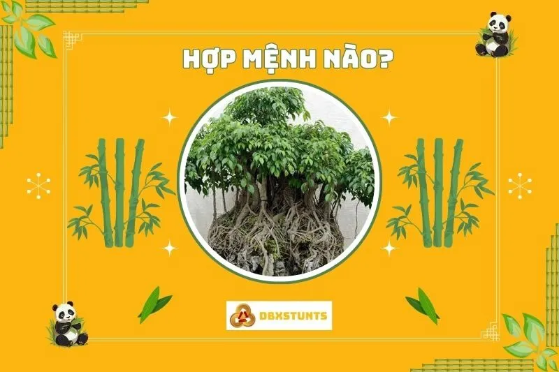 Cây sanh phong thủy hợp mệnh nào, tuổi nào?
