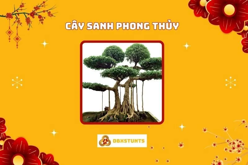 Cây Sanh Phong Thủy: Ý Nghĩa, Cách Trồng và Chăm Sóc Đúng Chuẩn