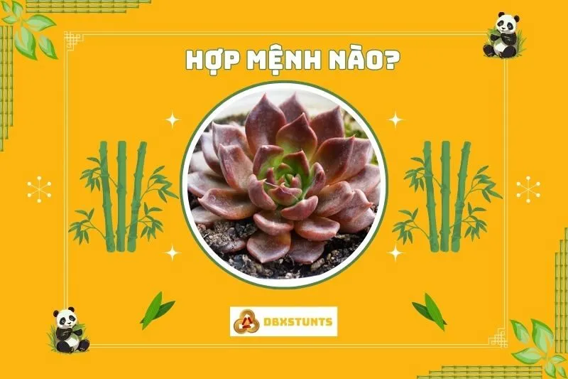 Cách chọn cây sen đá phong thủy hợp mệnh