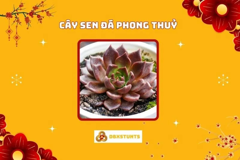Cây sen đá phong thủy: Ý nghĩa, cách bài trí, và lợi ích