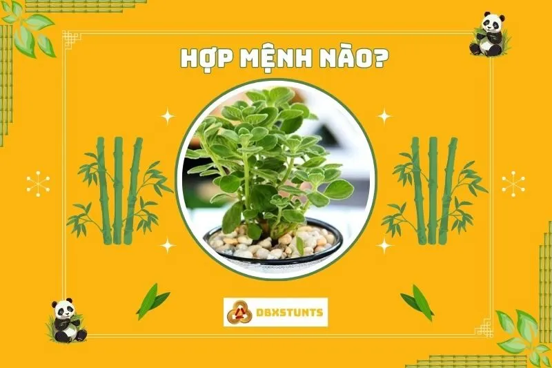 Cây sen thơm phong thuỷ hợp mệnh nào và cách chọn cây phù hợp?