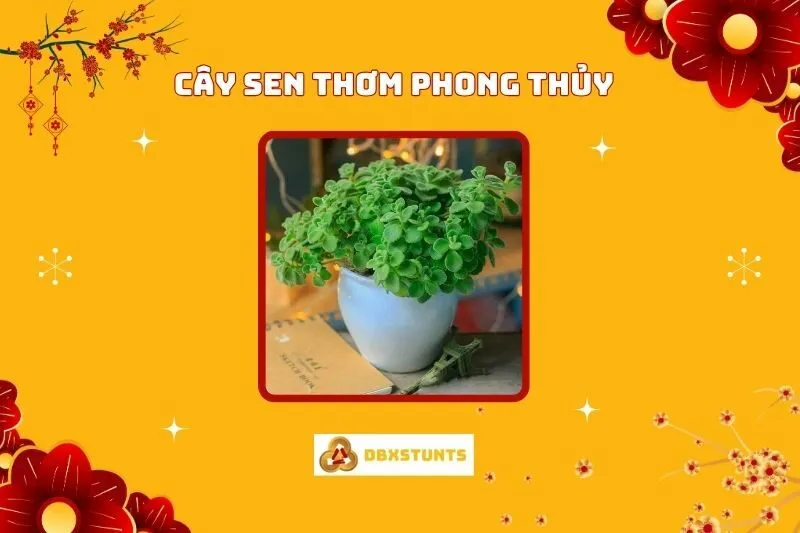 Cây Sen Thơm Phong Thuỷ: Ý Nghĩa, Cách trồng, Hợp Mệnh Nào
