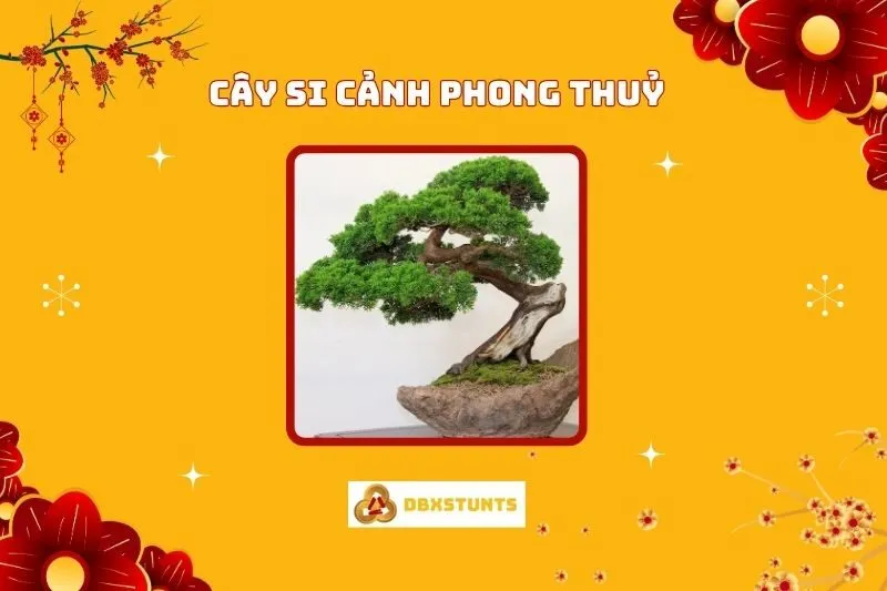 Cây si cảnh phong thủy: Hợp mệnh nào, Cách trồng, chăm sóc