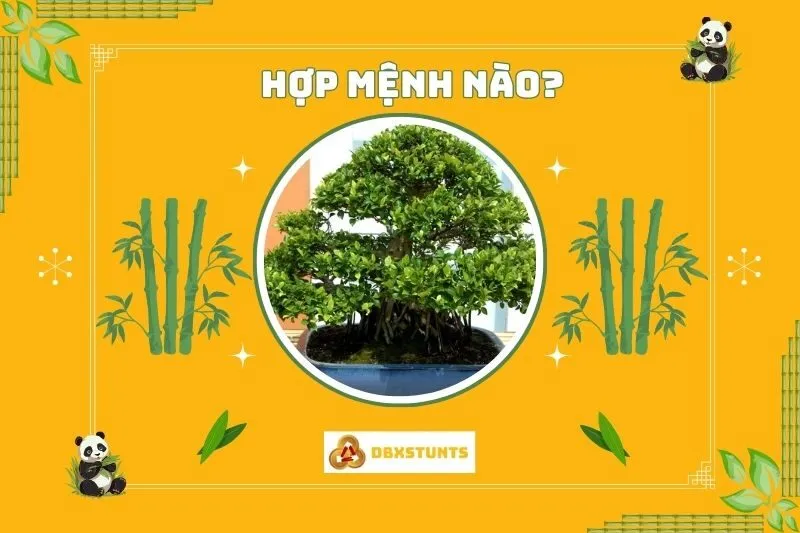 Cây si cảnh phong thủy hợp mệnh nào, tuổi nào?
