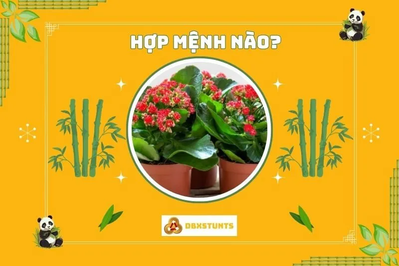 Cây sống đời hợp tuổi nào, mệnh gì?