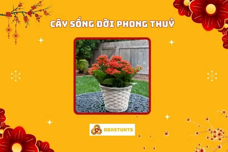 Cây Sống Đời Phong Thủy: Ý Nghĩa, Cách Trồng và Chăm Sóc