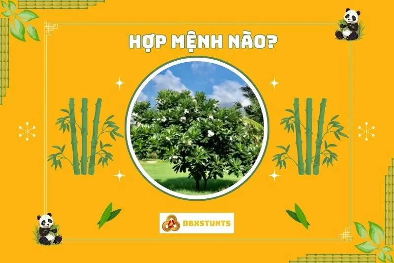 Cây Sứ Đại hợp mệnh nào trong phong thủy?