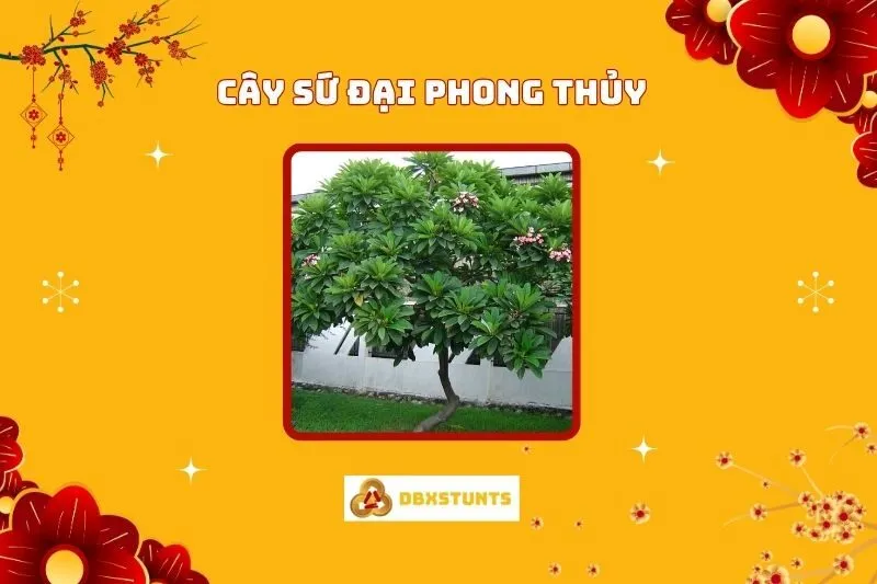 Cây Sứ Đại Phong Thủy: Ý Nghĩa, Cách Trồng Và Chăm Sóc