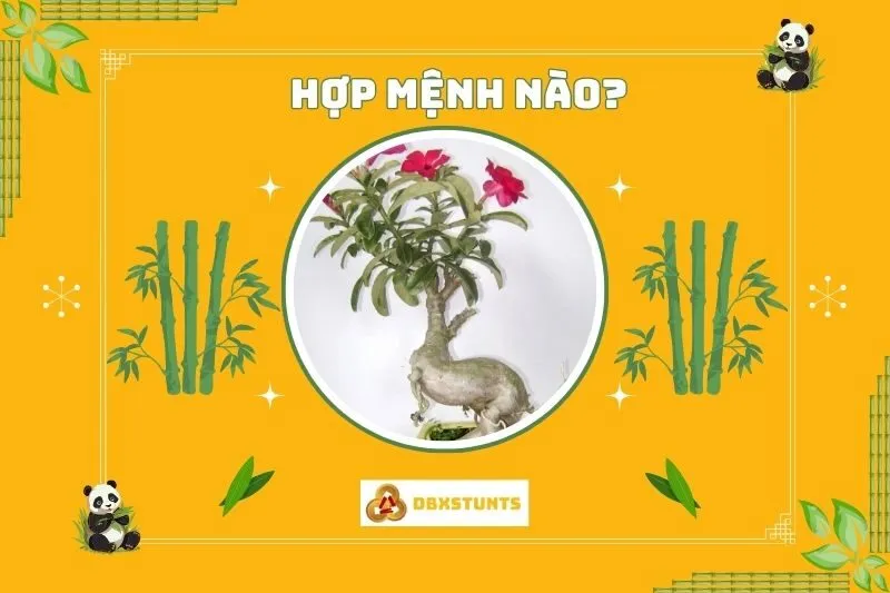 Cây sứ thái hợp mệnh nào và vị trí đặt phù hợp