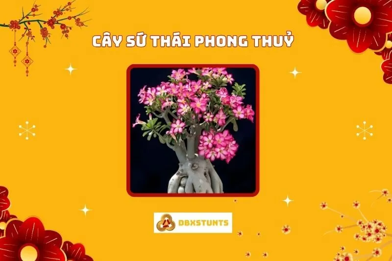Cây Sứ Thái Phong Thủy: Ý nghĩa, và Cách Chăm Sóc, Hợp mệnh nào