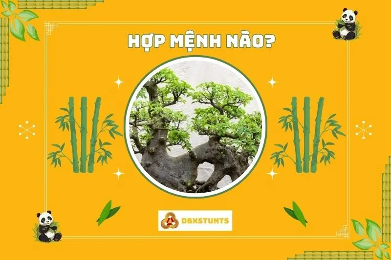 Cây sung phong thủy hợp với mệnh nào?