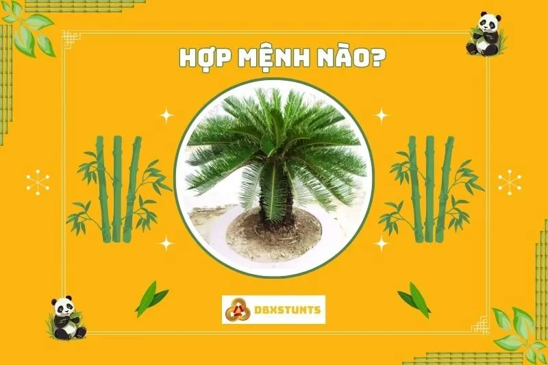 Cây thiên tuế hợp mệnh nào, tuổi nào?