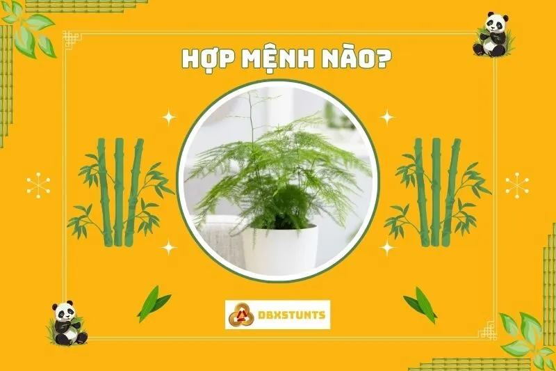 Cây thủy tùng hợp mệnh gì và tuổi nào?