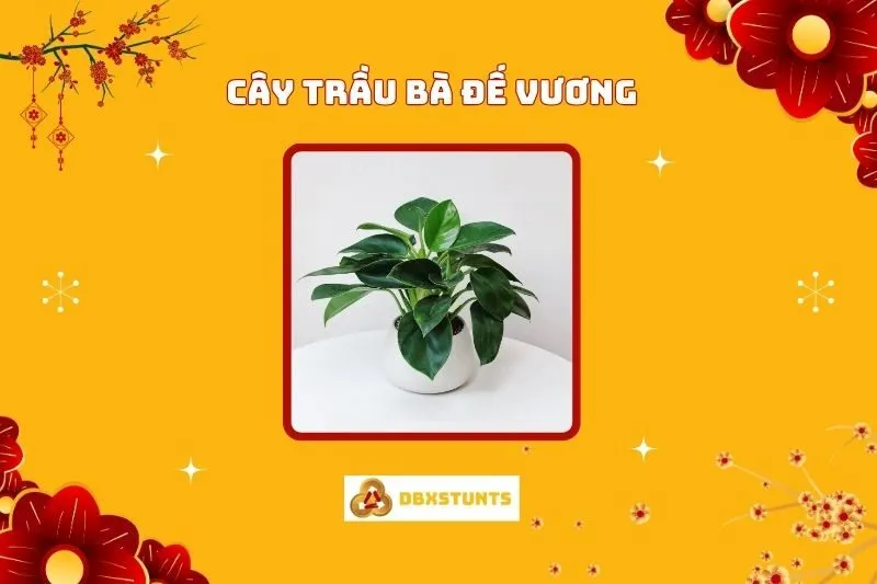 Cây Trầu Bà Đế Vương Phong Thủy: Ý Nghĩa, Cách Trồng, Chăm Sóc