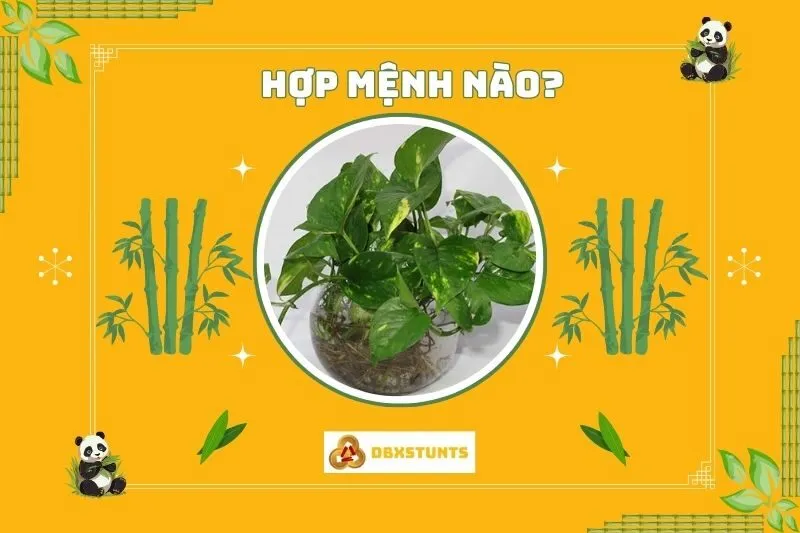 Cây trầu bà hợp với mệnh nào và tuổi nào?