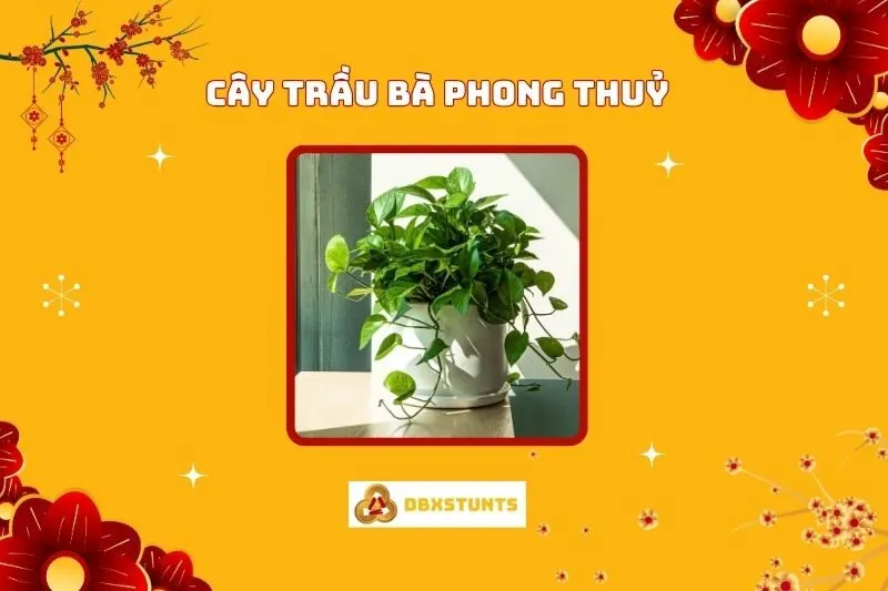 Cây trầu bà phong thủy: Ý nghĩa, cách bài trí, và lợi ích