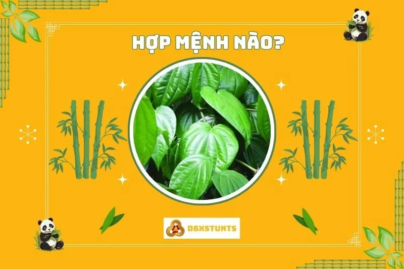 Cây trầu không hợp với mệnh nào?