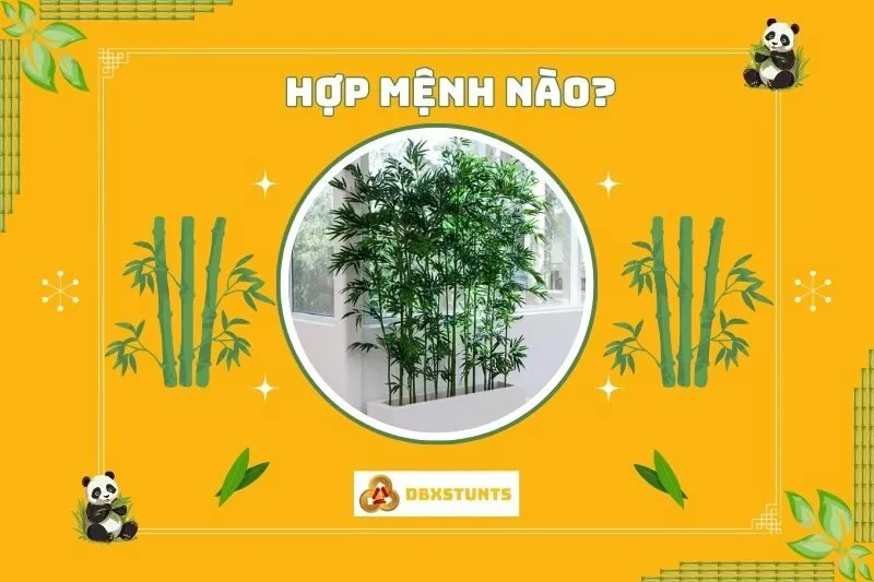 Cây tre phong thủy hợp với mệnh nào và ngũ hành nào?