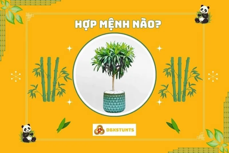 Cây Trúc Bách Hợp hợp với mệnh nào và cách chọn hướng đặt cây?