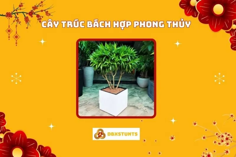 Cây Trúc Bách Hợp Phong Thủy: Ý Nghĩa, Hợp Mệnh Nào, Cách Chăm Sóc