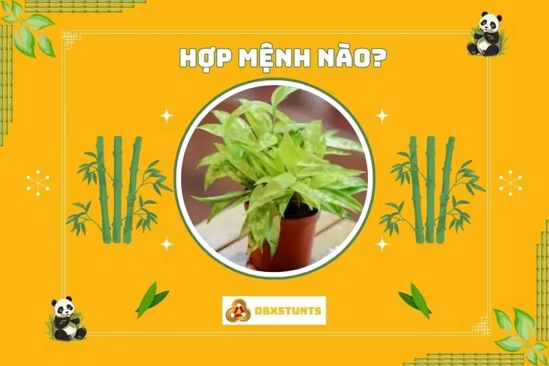 Cây trúc Nhật hợp mệnh nào và tuổi nào?