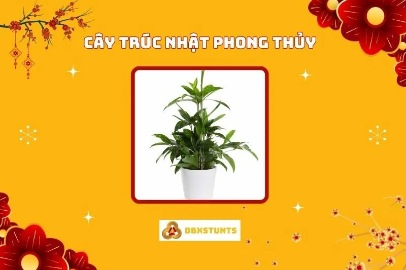 Cây Trúc Nhật Phong Thủy: Ý Nghĩa, Hợp Mệnh Nào, Cách Trồng