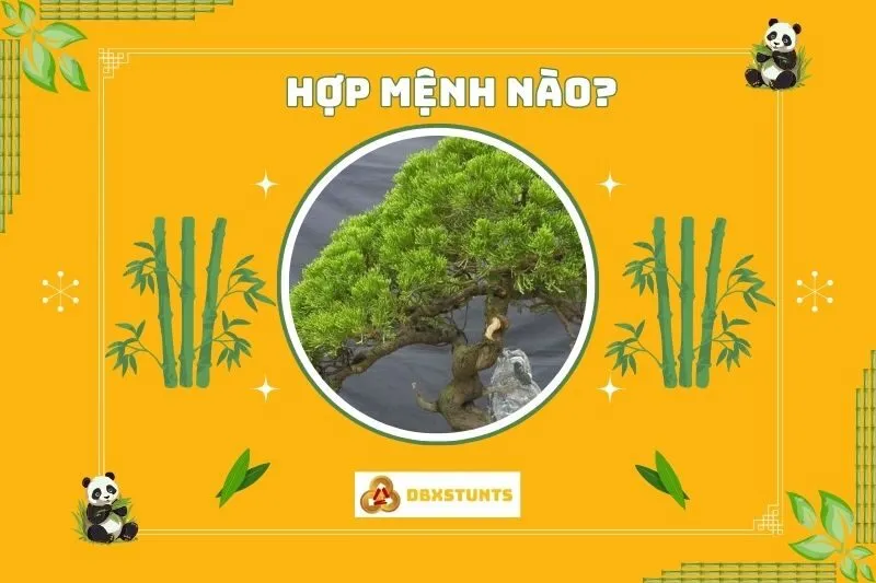 Cây tùng bách phong thuỷ hợp với mệnh nào?
