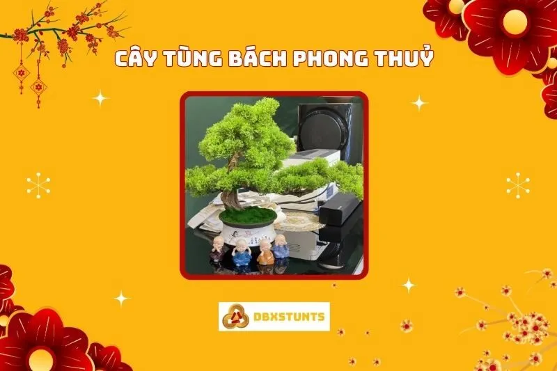 Cây Tùng Bách Phong Thuỷ: Ý Nghĩa, Hợp Mệnh Nào, Cách Trồng