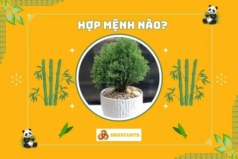 Cây Tùng Bồng Lai Phong Thuỷ Hợp Với Mệnh Nào?