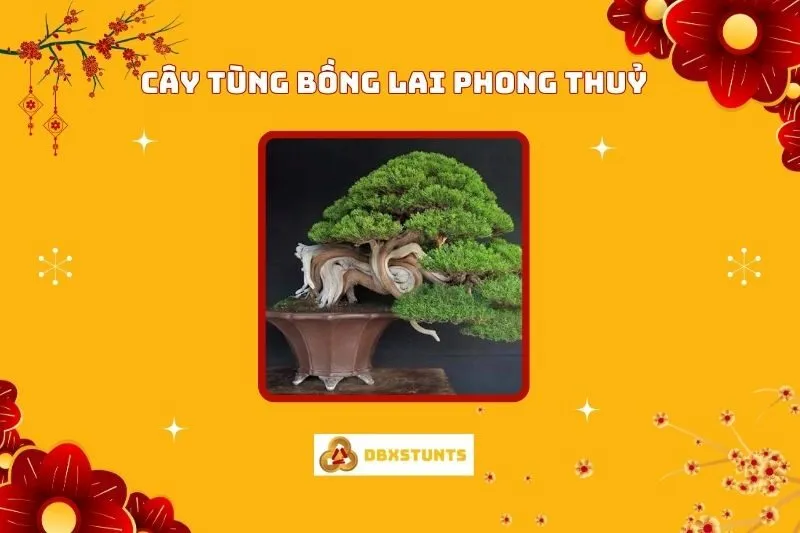 Cây Tùng Bồng Lai Phong Thuỷ: Ý Nghĩa Và Cách Trồng