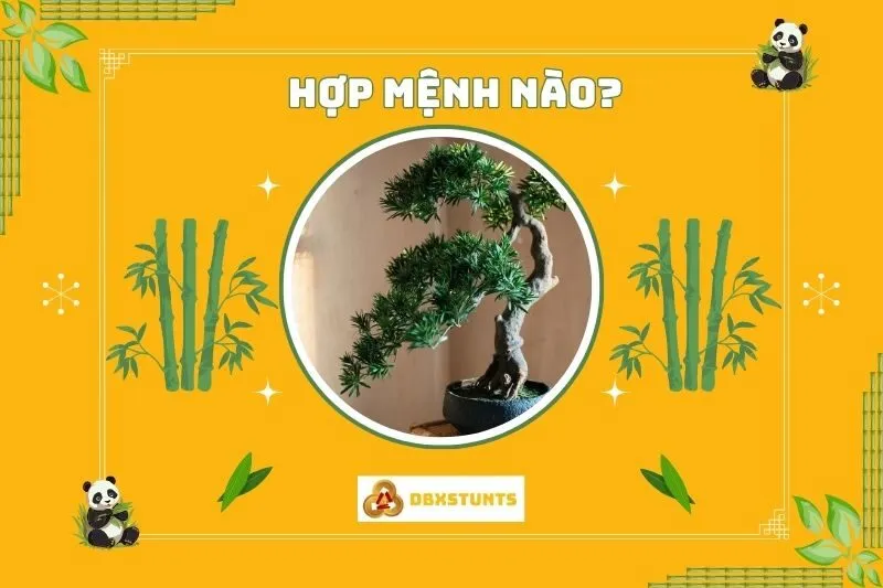 Cây tùng la hán hợp mệnh gì và tuổi nào?
