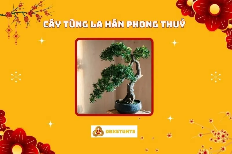 Cây Tùng La Hán Phong Thuỷ: Ý Nghĩa, Hợp Mệnh Nào, Cách Trồng