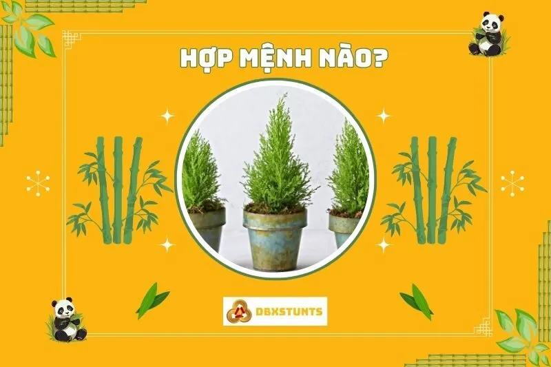 Cây tùng thơm hợp với mệnh nào, tuổi nào?