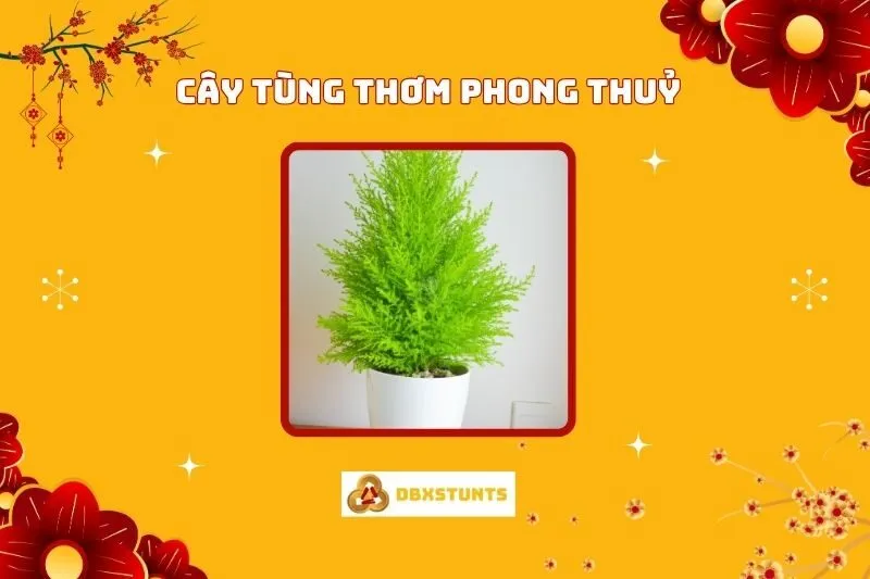 Cây Tùng Thơm Phong Thuỷ: Ý Nghĩa, Cách Chăm Sóc, Và Bố Trí