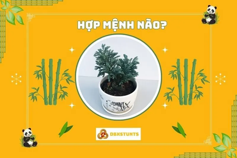 Cây tuyết tùng phong thủy hợp mệnh nào?