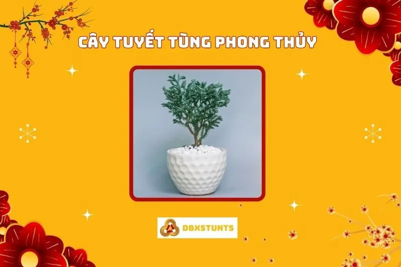 Cây tuyết tùng phong thủy: Ý nghĩa, cách trồng và bố trí hợp lý