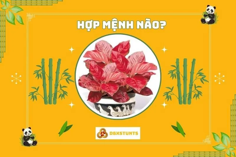 Cây vạn lộc hợp mệnh nào và tuổi nào?