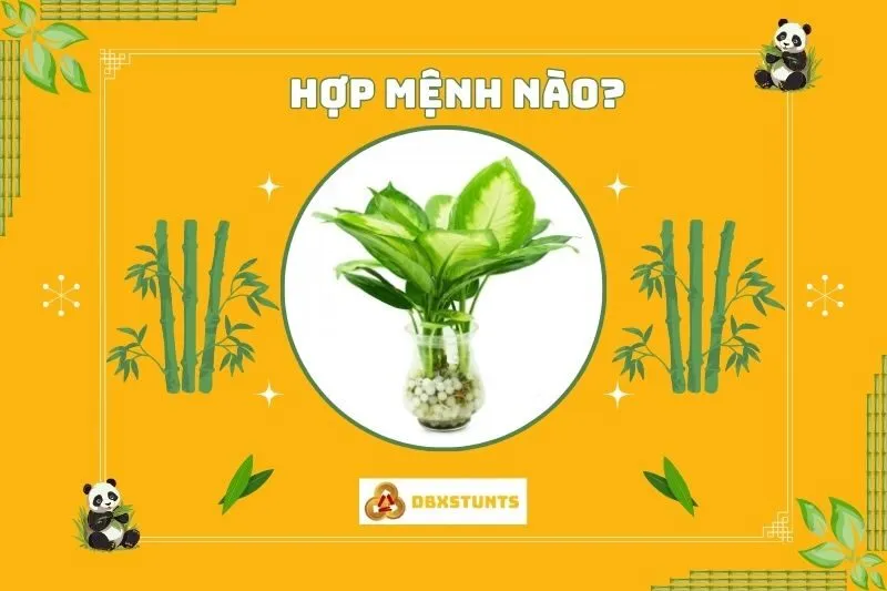 Cây vạn niên thanh phong thủy hợp với tuổi và mệnh nào?