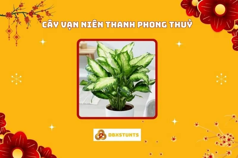 Cây vạn niên thanh phong thuỷ: Ý Nghĩa, Hợp Mệnh Nào Và Cách Bài Trí