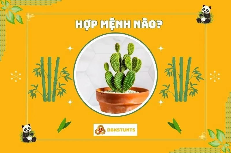 Cây xương rồng phong thủy hợp mệnh nào và tuổi nào?